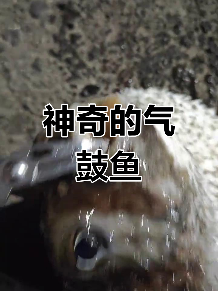 这种鱼生气时膨胀如球,碰到海水立刻泄气逃跑,超有趣!