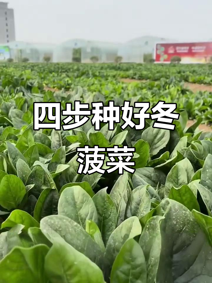 冬季菠菜种植技巧，四步搞定高产丰收