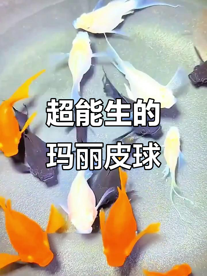玛丽皮球鱼：超耐养，每月生崽，清洁力惊人