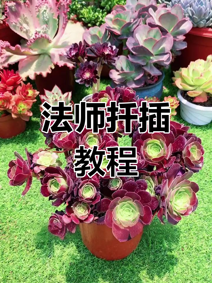 法师多肉扦插技巧,轻松学会繁殖方法