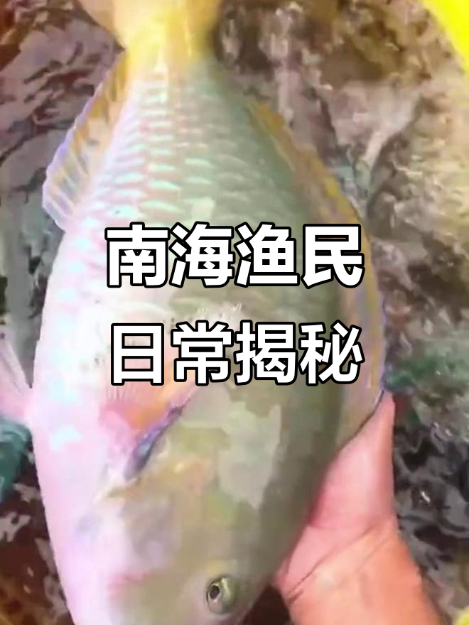 南海鹰嘴鱼与青衣的美丽邂逅,鲜嫩美味一网打尽