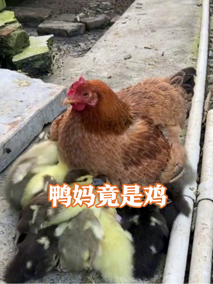母鸡跨界当鸭妈?红头鸭红脸炸毛,白鸭干饭抢镜!
