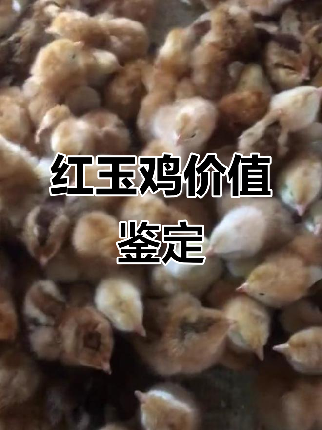 九斤红玉鸡鉴别:380元值不值?