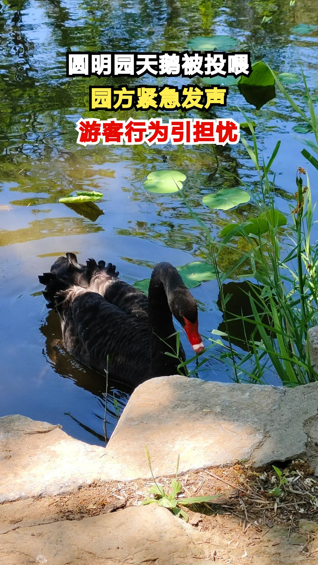 圆明园天鹅遭疯狂投喂,园方担忧健康问题,游客行为何时休?