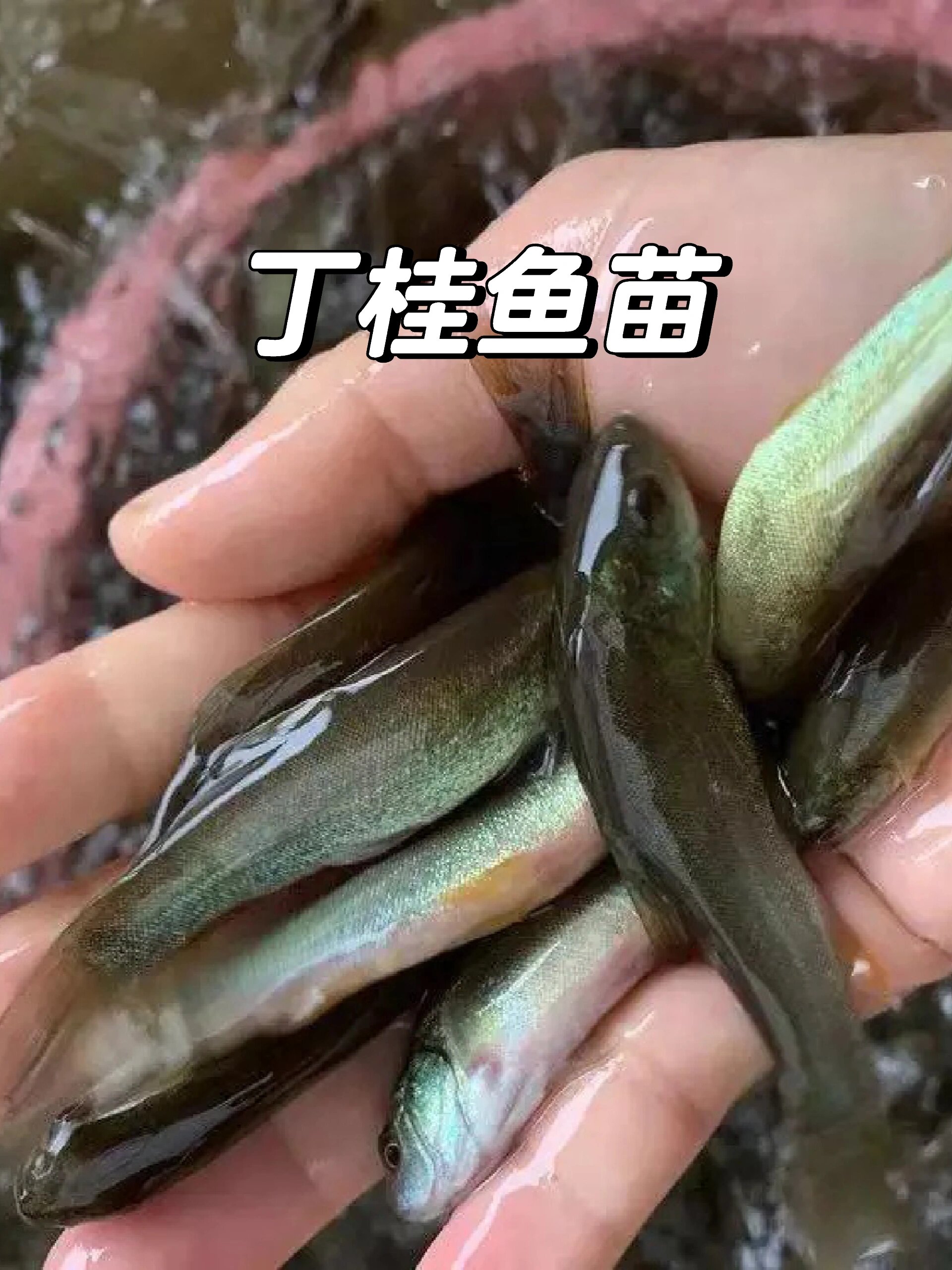 丁桂鱼苗