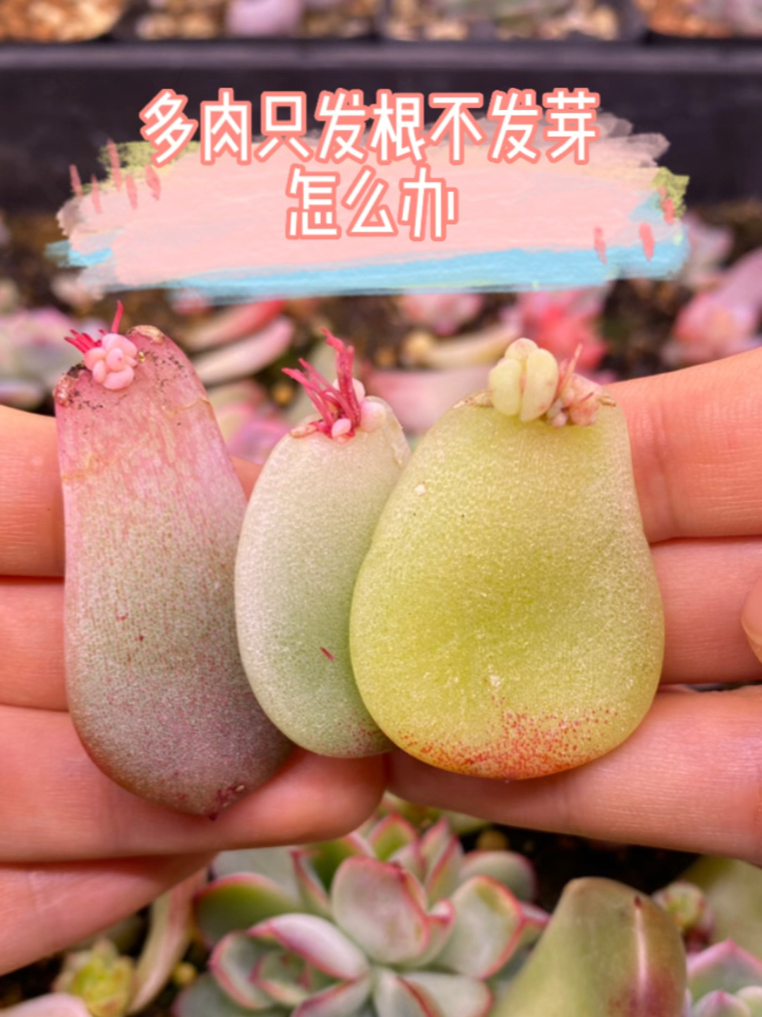 多肉叶插只发根不发芽怎么办