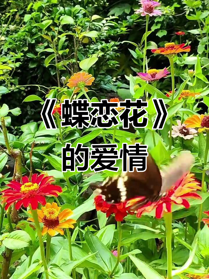 《蝶恋花》:一段美丽而凄美的爱情故事