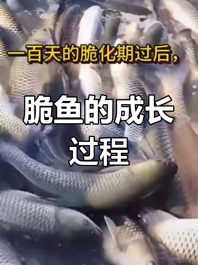 脆鱼生长揭秘,带你了解这种美味