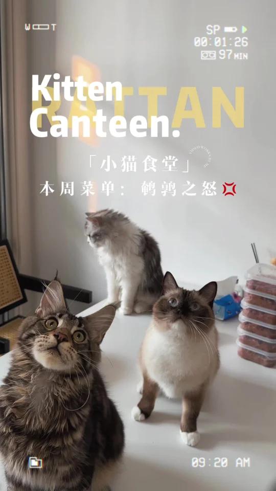 小猫食堂菜单1