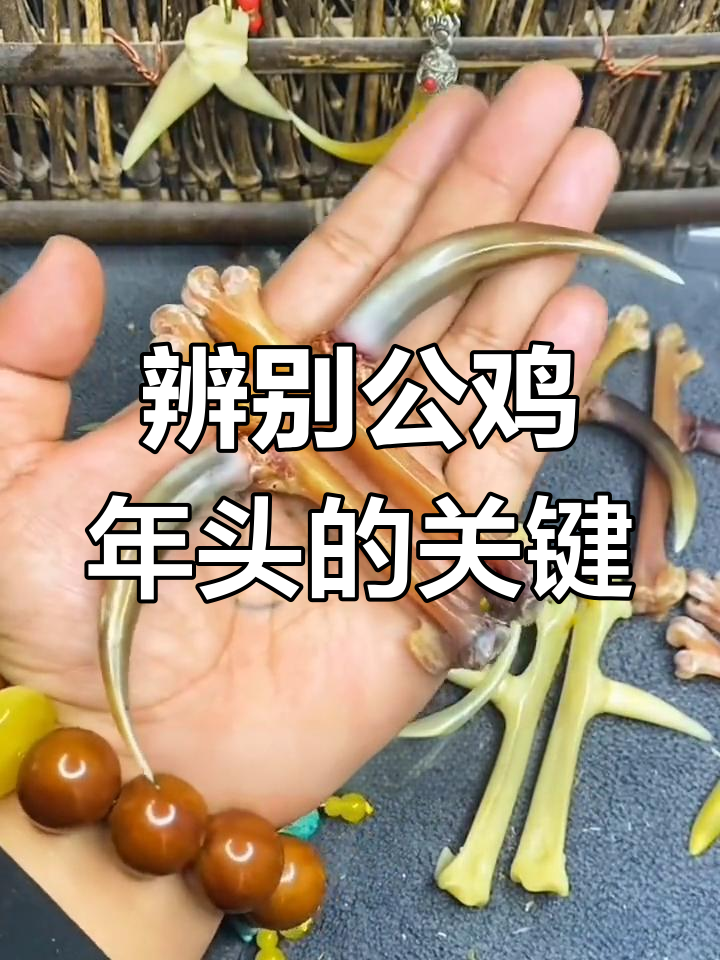 鸡蹬子:年龄与品质的重要标志