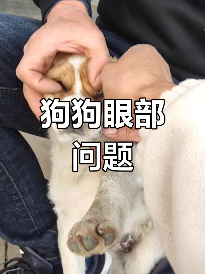 狗狗眼睛长息肉,眼药水不管用怎么办?