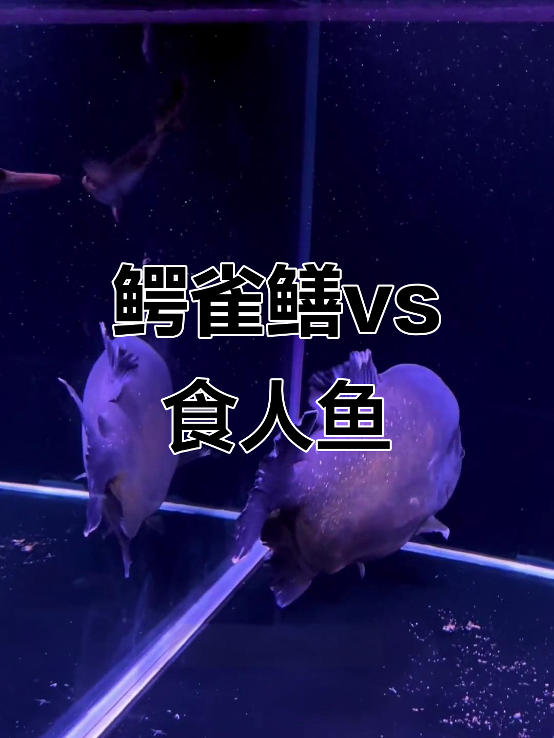 鳄雀鳝与食人鱼的终极对决,谁能笑到最后?