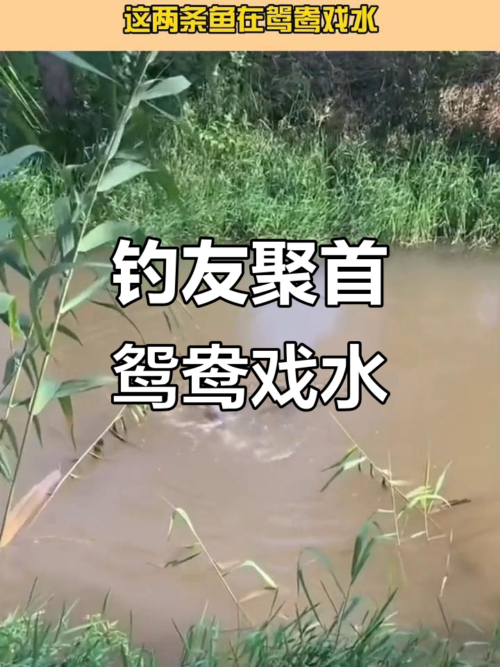 鸳鸯戏水钓鱼群英聚会,精彩瞬间不容错过