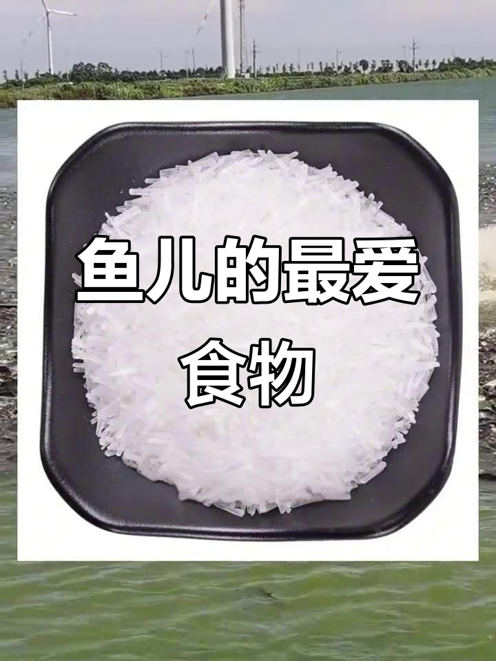 各种鱼儿的最爱食物大揭秘,看看它们都吃什么?