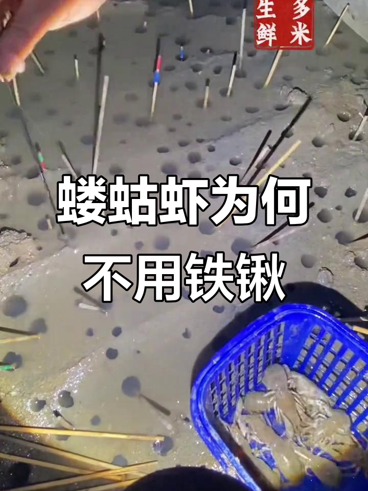 为什么蝼蛄虾不直接挖?揭秘钓法背后的秘密