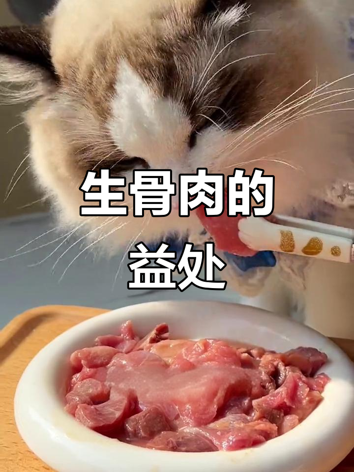 给猫咪吃生骨肉,好处多多!