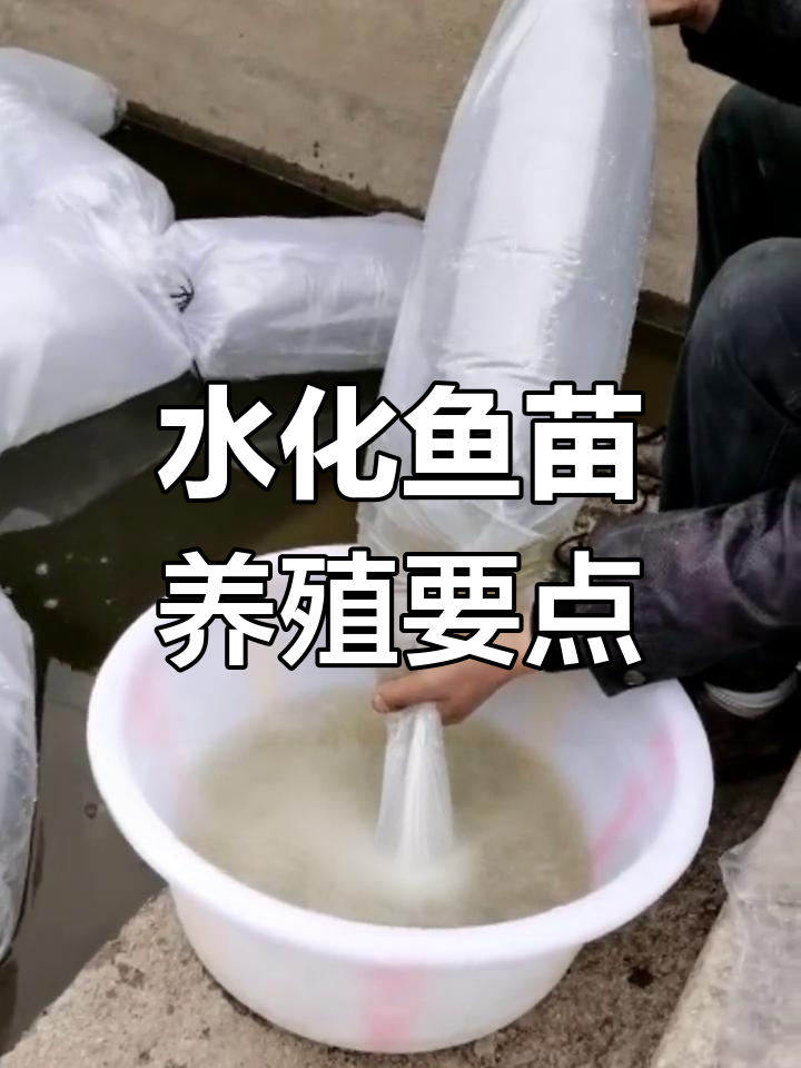水花鱼苗养殖全攻略:从池塘到放苗的每个环节