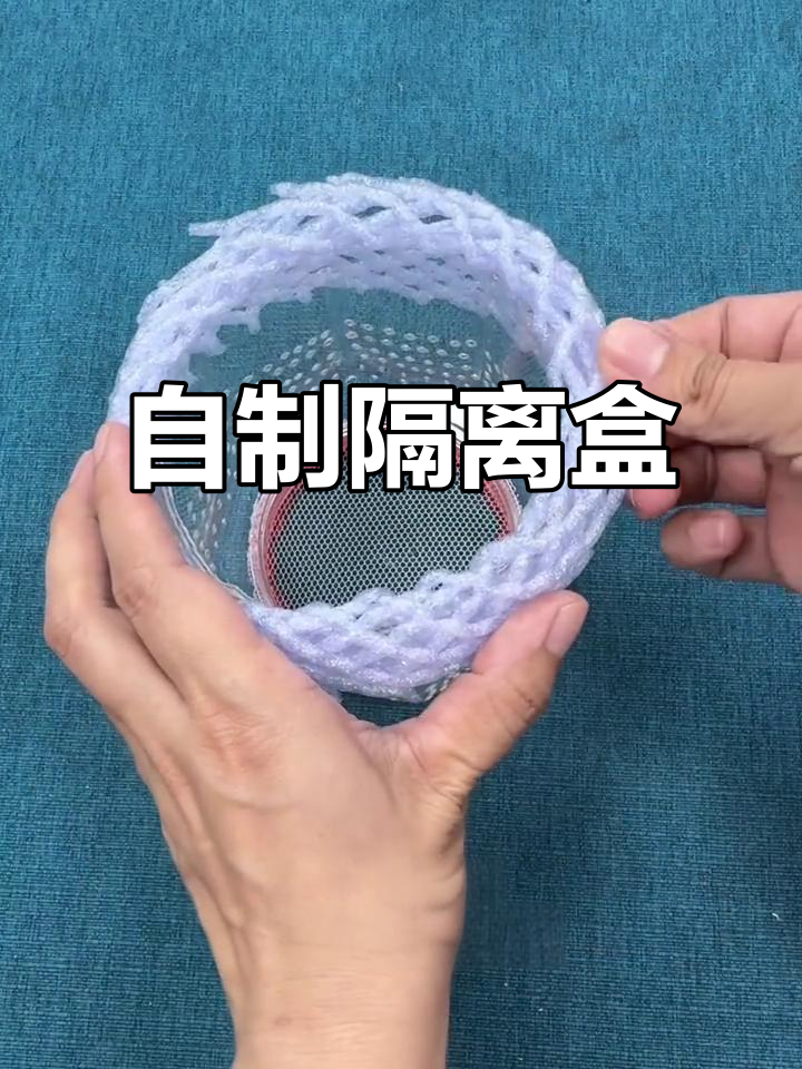 孔雀鱼即将产仔,自制隔离盒确保安全顺利