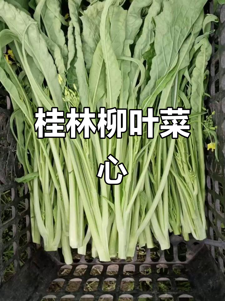 广西桂林柳叶菜心:美味与美景的完美结合