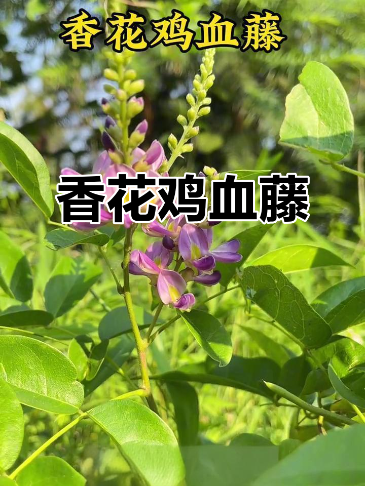 不是紫藤,是鸡血藤!艳丽花朵每年七月盛开