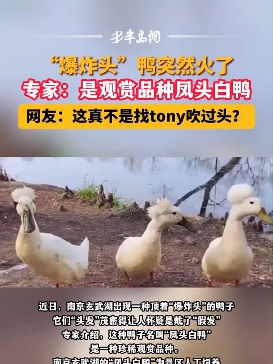 “爆炸头”鸭突然火了,专家:是观赏品种凤头白鸭