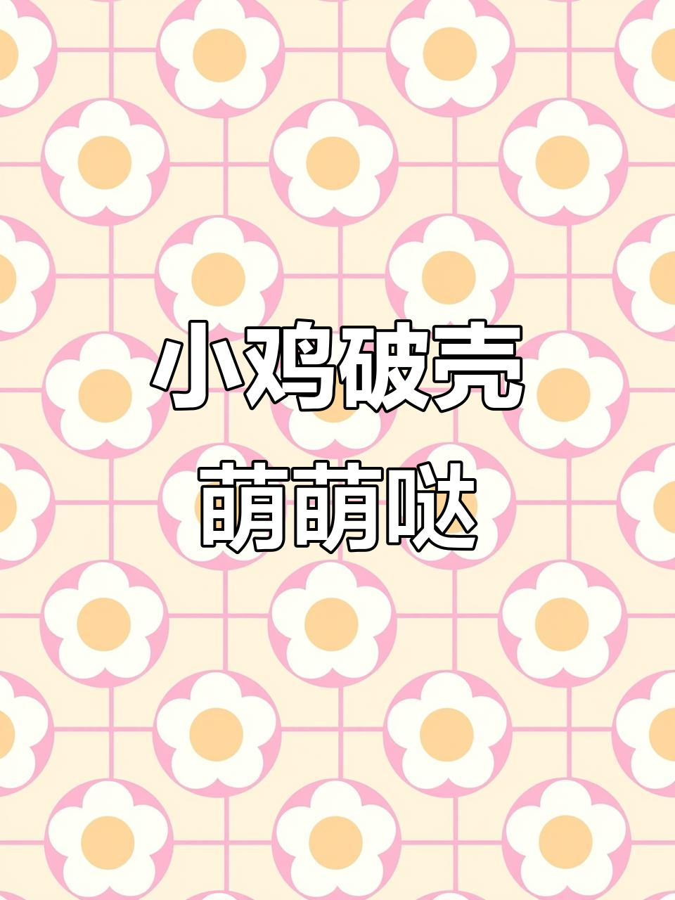 你见过小鸡破壳吗?茶花鸡孵化成功,超萌瞬间!