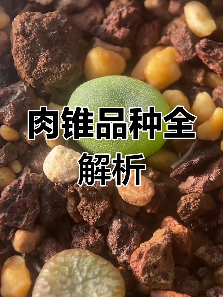 肉锥品种大揭秘:从紫密文到猕猴桃,一网打尽