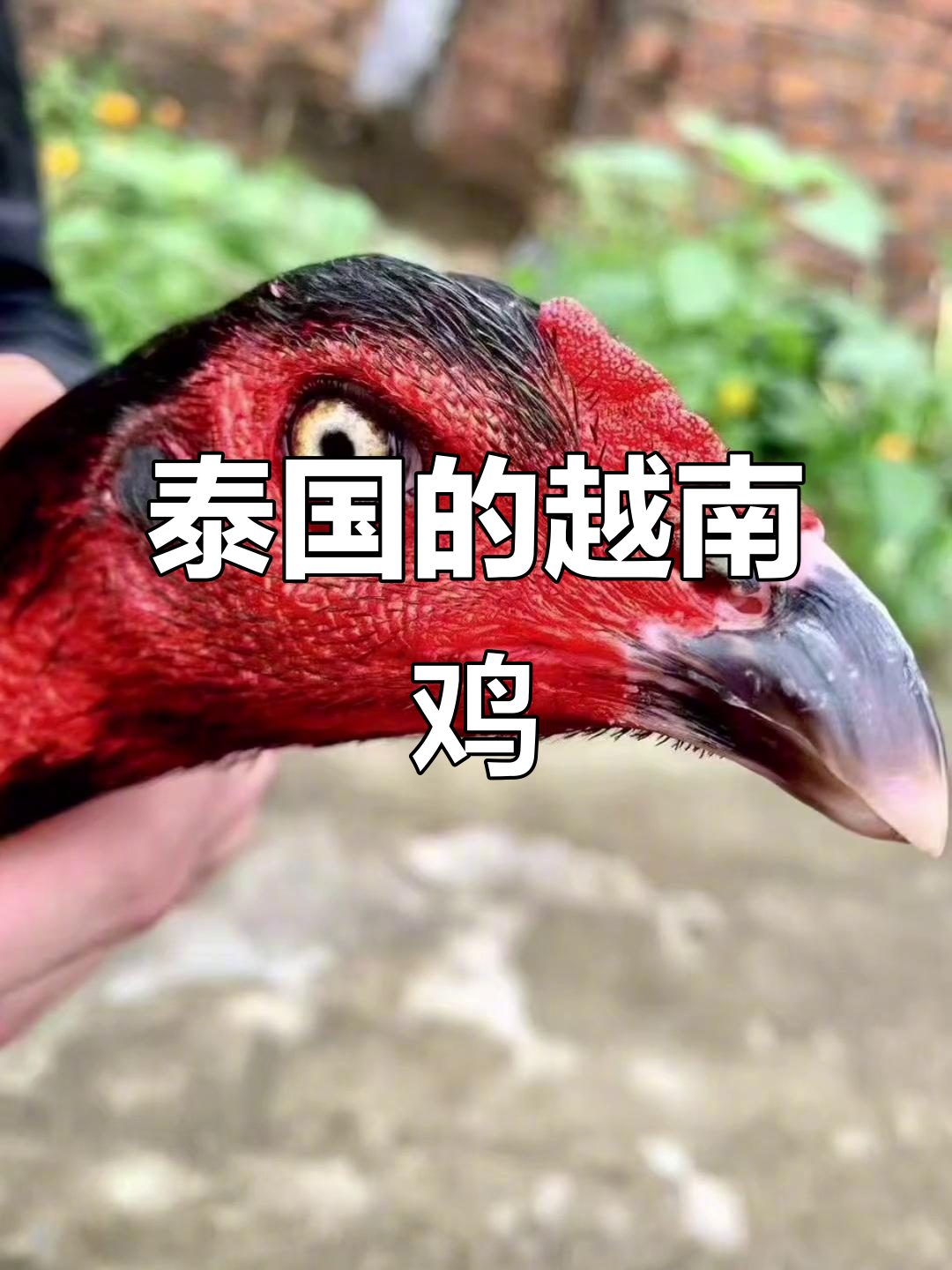 泰国盖大鸡:斗性不足,但体型巨大