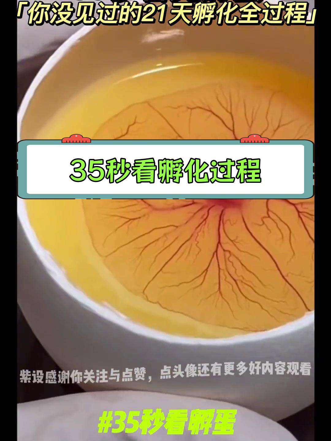 21天孵蛋全过程,见证生命的奇迹