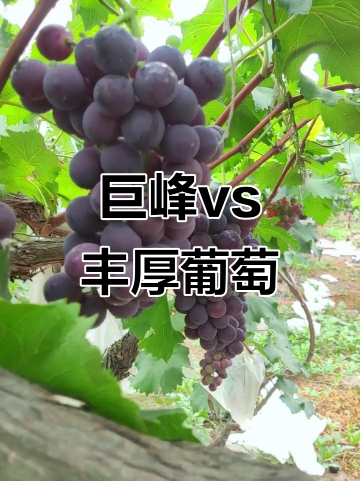 巨峰与丰厚葡萄大比拼,哪种更甜?