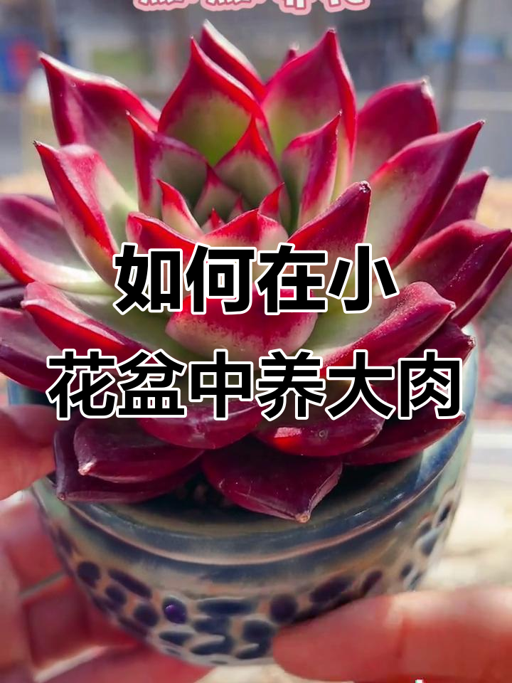 小花盆如何养好多肉？掌握这些技巧让多肉更健康