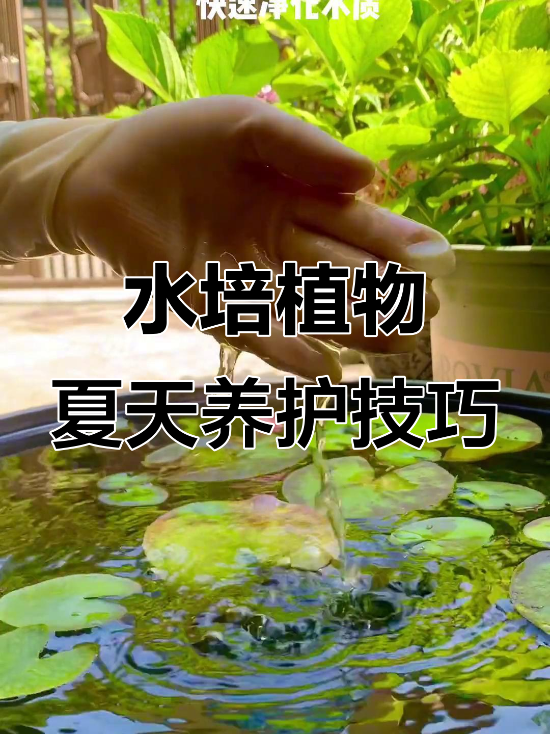 夏季水培植物黄叶烂根?水质发绿臭怎么办