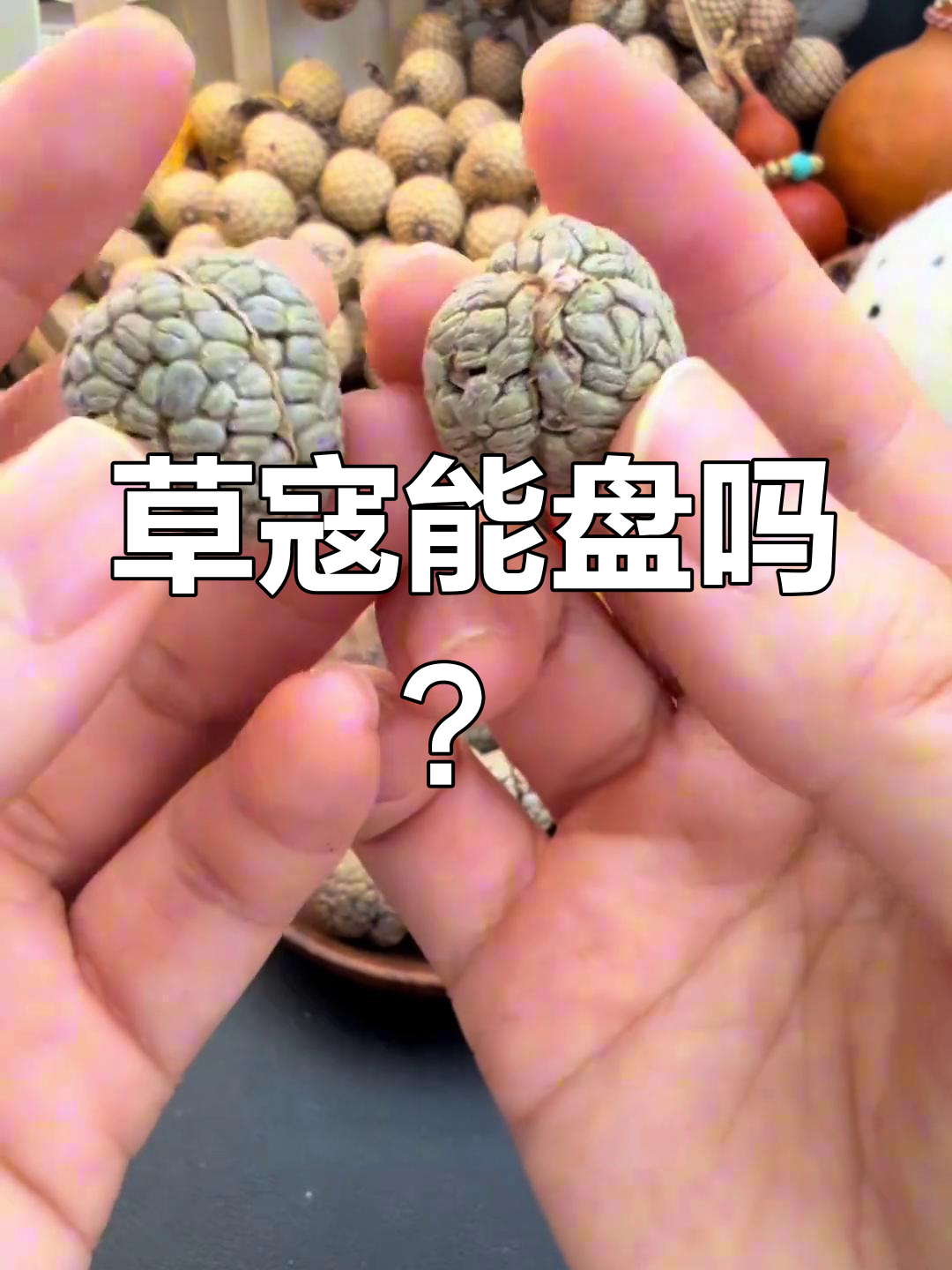 草寇盘玩大揭秘:从种子到小黑莓的蜕变