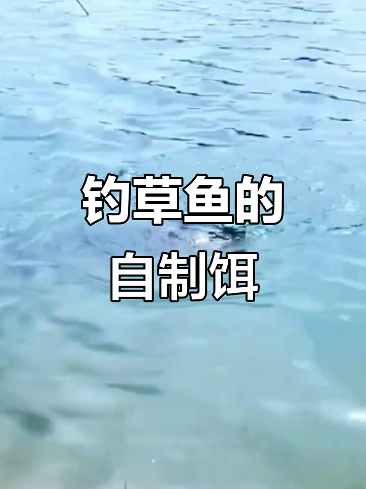 自制草鱼青鱼饵料,钓鱼必备秘方