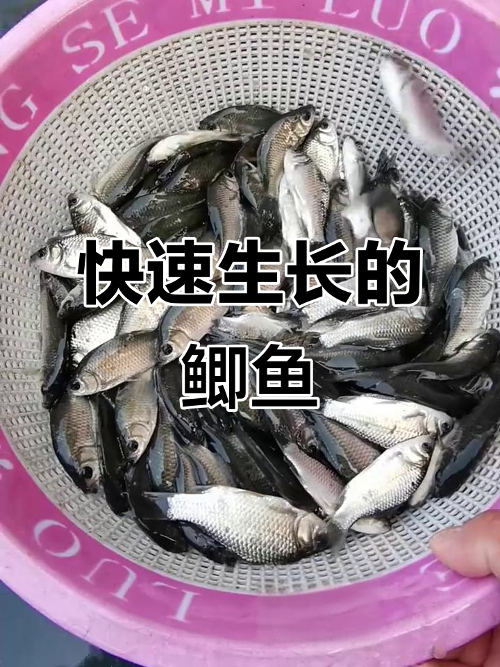 中科鲫鱼生长迅速，肉质鲜美，生态养殖更健康