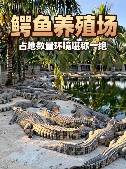 参观朋友家的鳄鱼养殖场，无论占地数量环境都堪称一绝