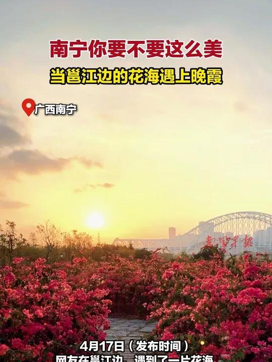 南宁你要不要这么美!当邕江边的花海遇上晚霞邕江花海晚霞三角梅广西(来源:一只大可爱wu 和