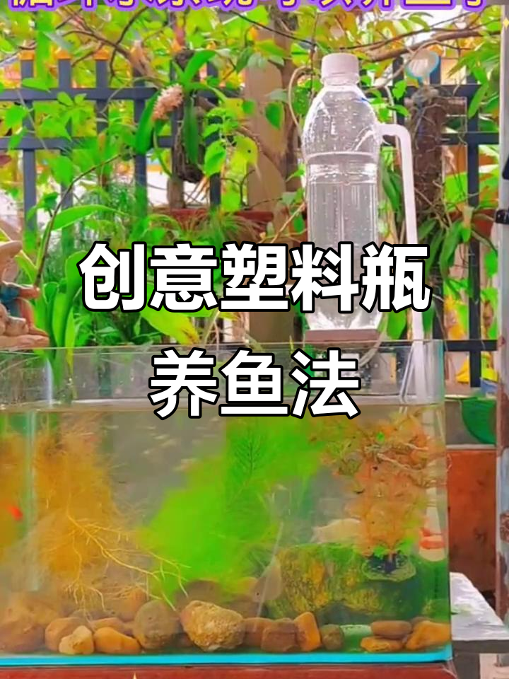 用废旧塑料瓶打造循环水系统,轻松养鱼!
