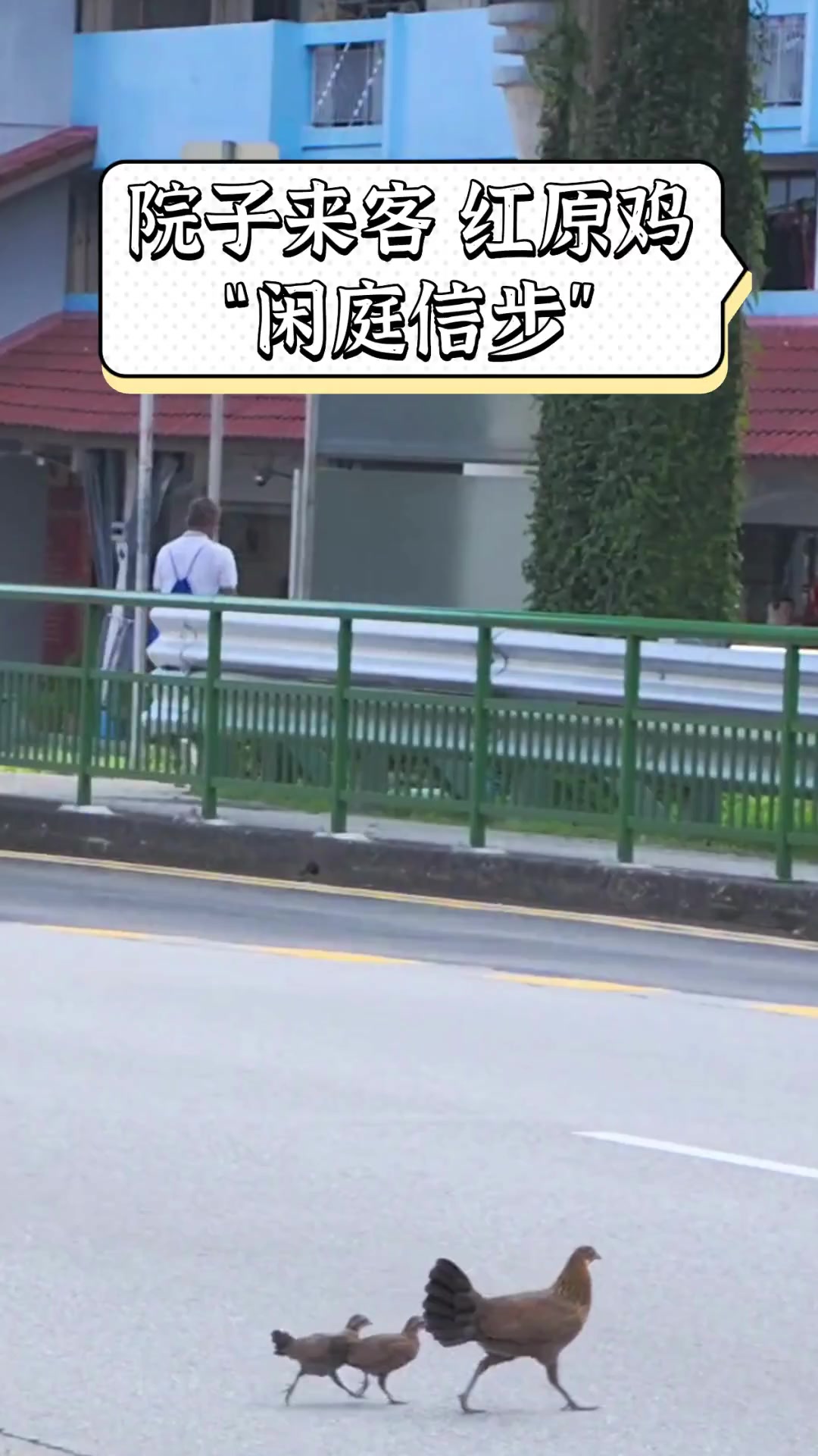 院子来客,红原鸡“闲庭信步”