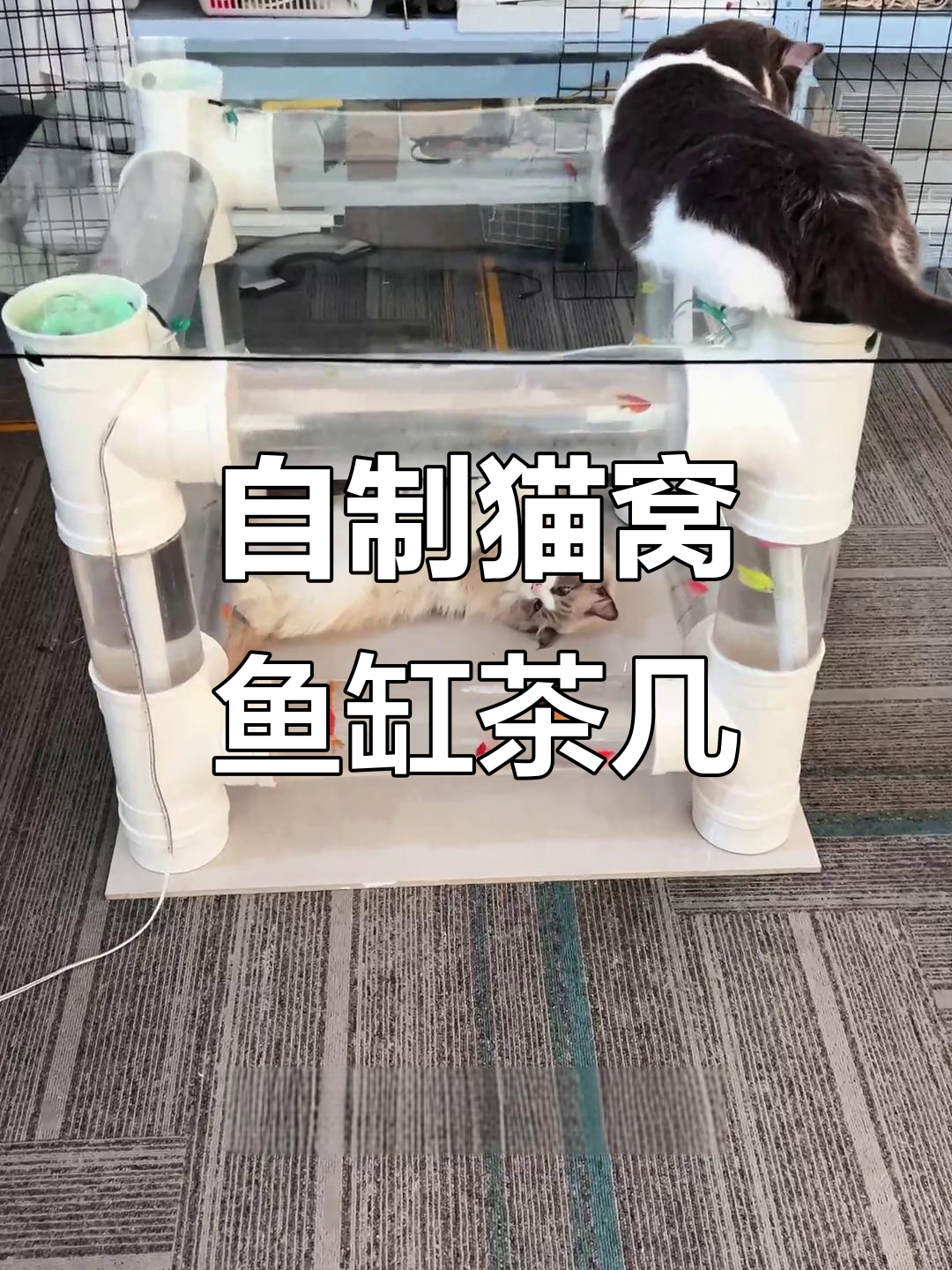 打造猫窝鱼缸茶几,猫咪与鱼儿共享乐趣