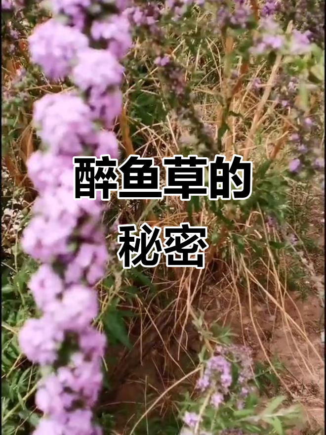 醉鱼草:古代捕鱼的神奇植物