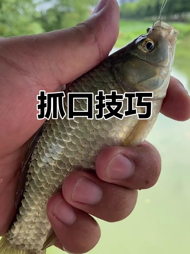 桥筏钓鲫鱼技巧