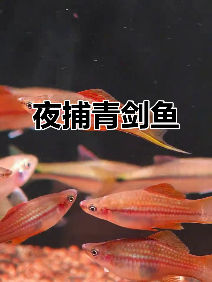 野外捉到这些美丽青剑鱼,夜晚捕捉惊险又刺激