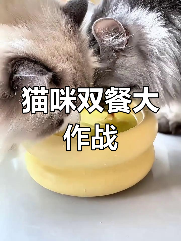 双猫家庭的小鸡汤与主食罐,嘟嘟喝水少活力不足