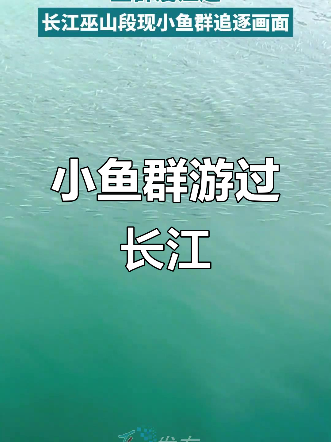 长江巫山段现小鱼群追逐，清澈水面尽显生机