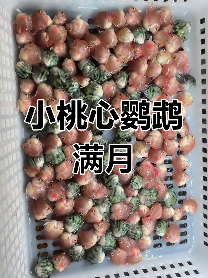 迷你鹦鹉鱼满月照,桃心胭脂粉萌态十足