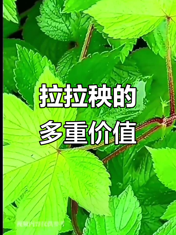 拉拉秧:农民的烦恼与宝藏,洗澡泡脚有奇效