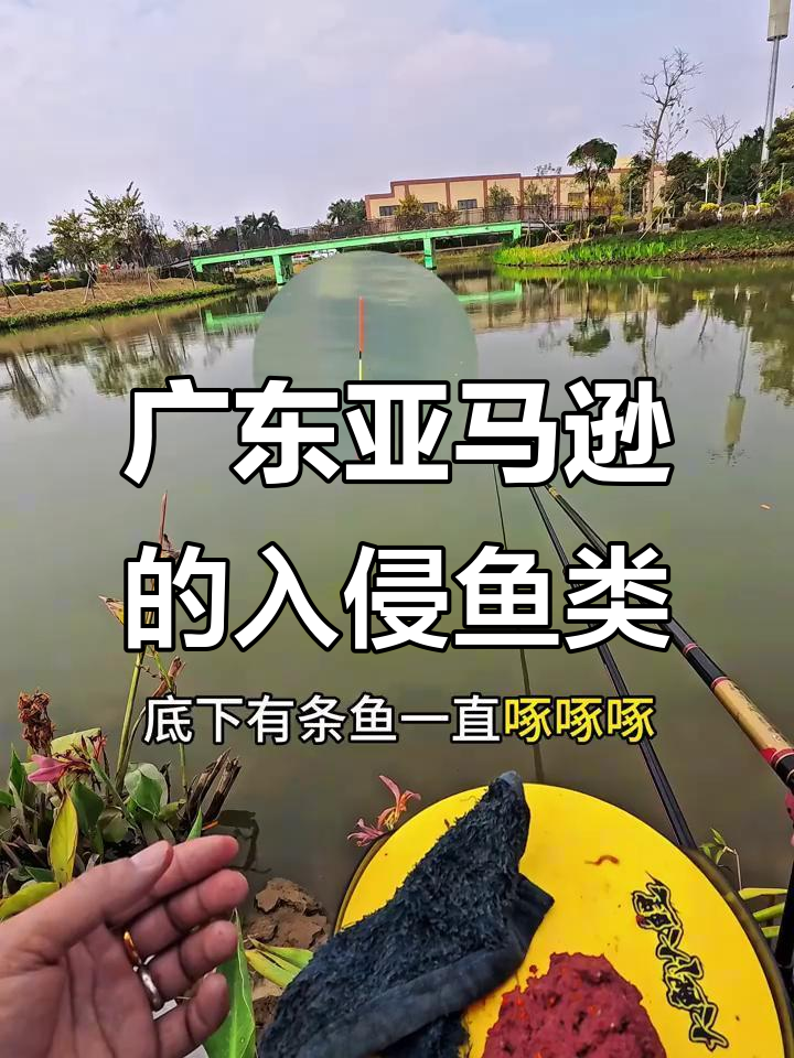 广东亚马逊发现神秘入侵鱼种，钓上来的竟是这种“德州豹”