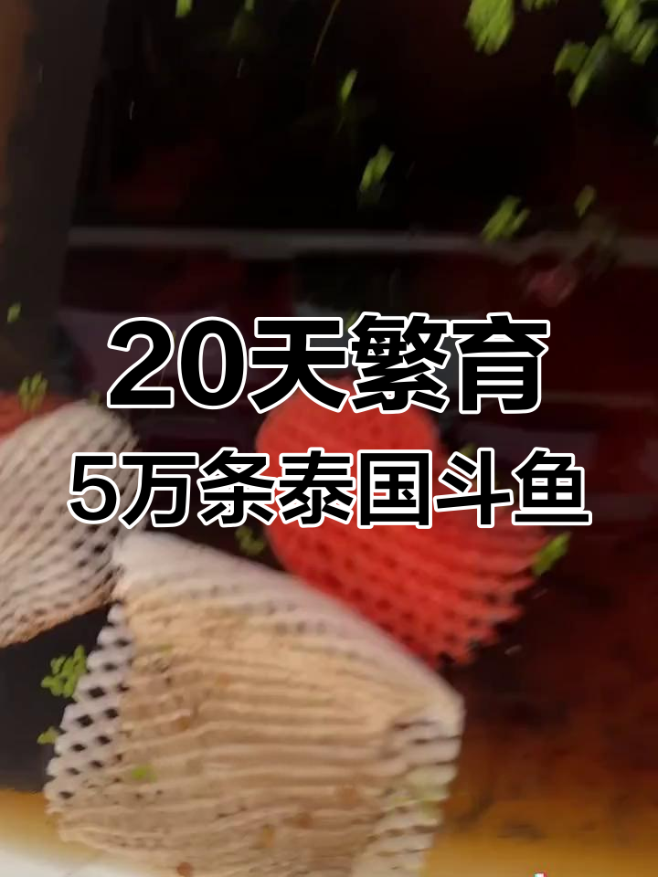 泰国斗鱼繁殖全流程:从交配到成鱼的成长之路