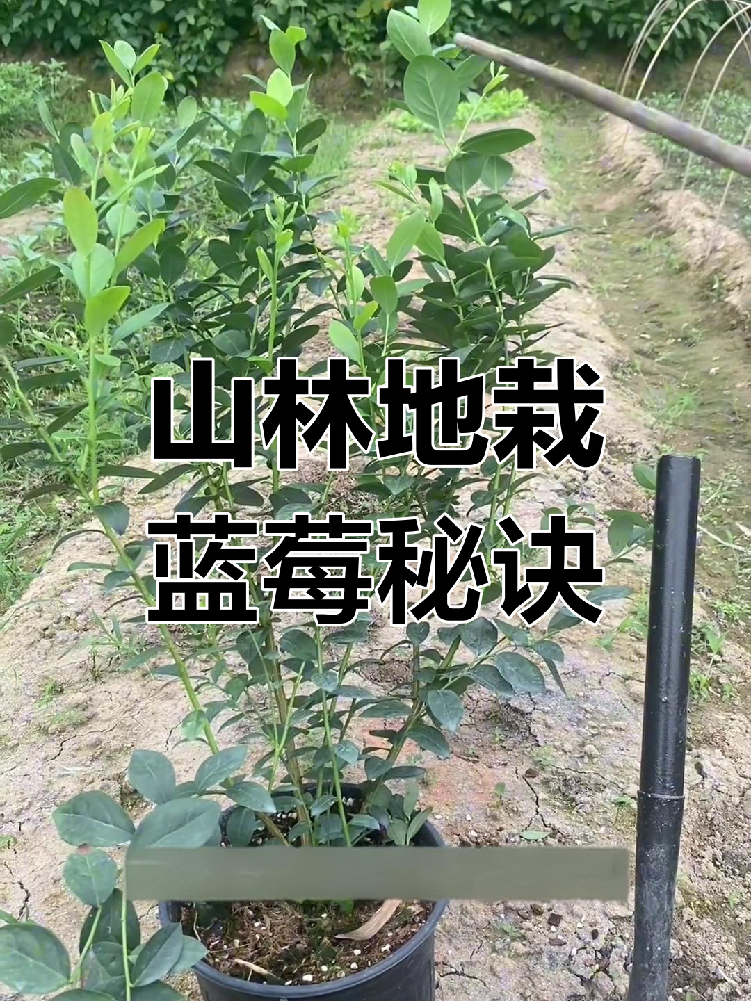如何在山地、菜地种蓝莓树苗,土壤改良技巧大公开